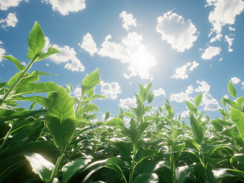 植栽綠化 植栽綠化