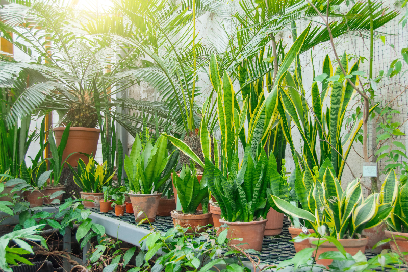 甚麼是熱帶植物文化