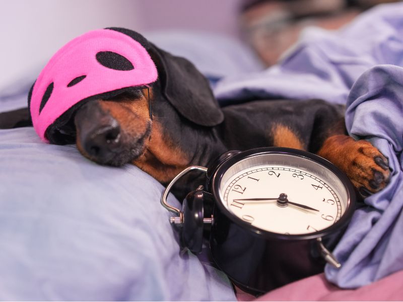 挑選寵物友善民宿