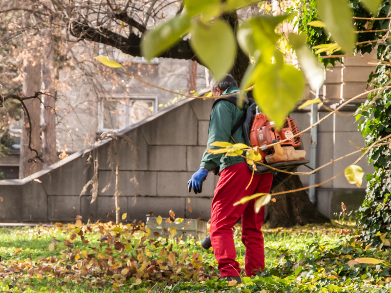 台中樹木修剪｜讓城市重新呼吸：樹木修剪的藝術與科學