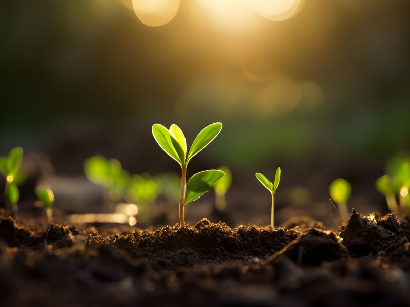 彰化園藝推薦 彰化園藝推薦