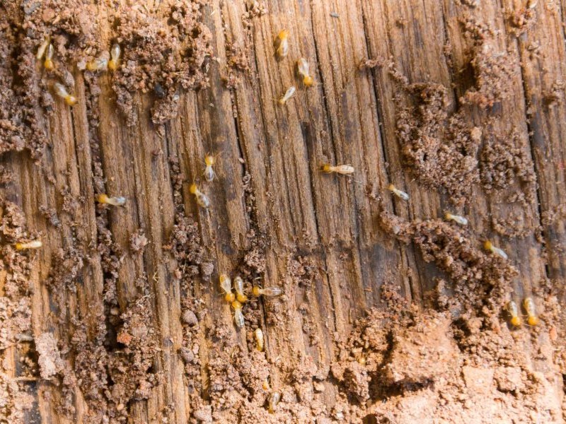 🐜高雄除白蟻怎麼做？白蟻滅巢與預防重點完整解析