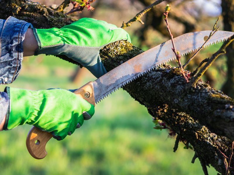 ⭐台中修剪樹木｜樹木修剪必讀！什麼時候剪最有效？專家教你判斷與操作技巧