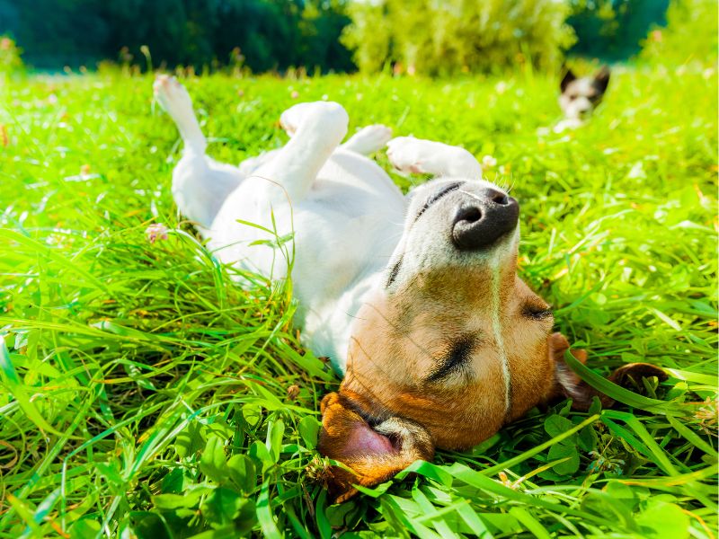 該注意哪些寵物照護