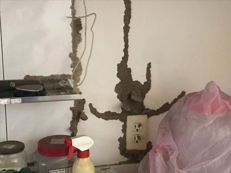 高雄白蟻滅巢餌站｜從根源消滅整個白蟻巢穴