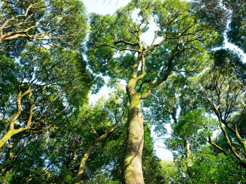 種樹的好處有哪些 種樹的好處有哪些