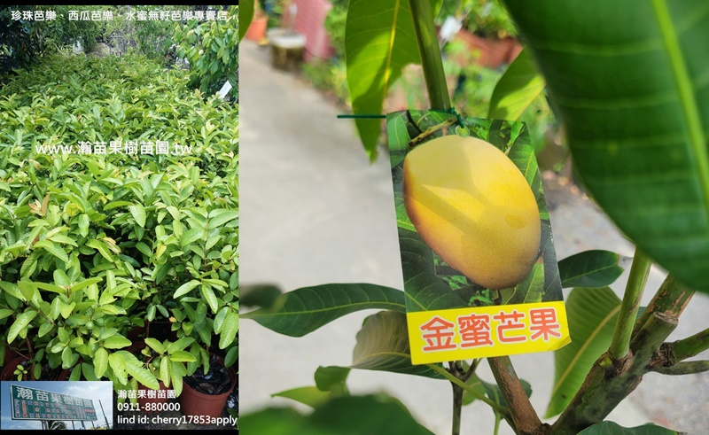 瀚苗-果樹苗2