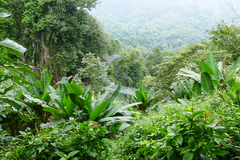 臺灣是熱帶植物之島