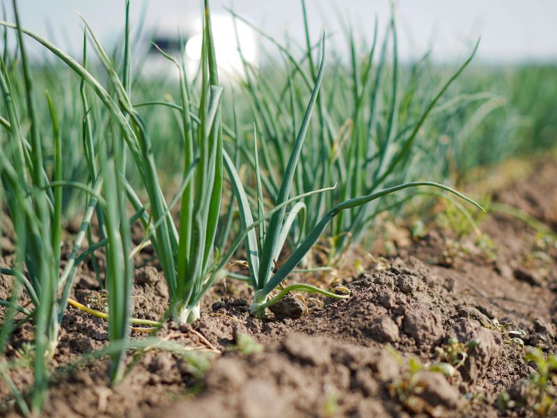 植物園存在的意義 植物園存在的意義