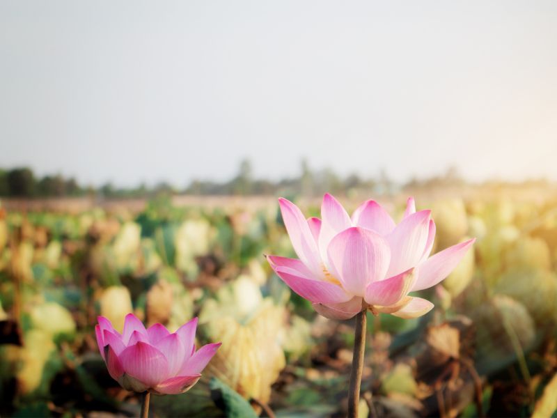 喪禮花種類.jpg