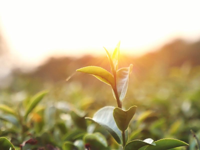 台灣茶葉價格 台灣茶葉價格