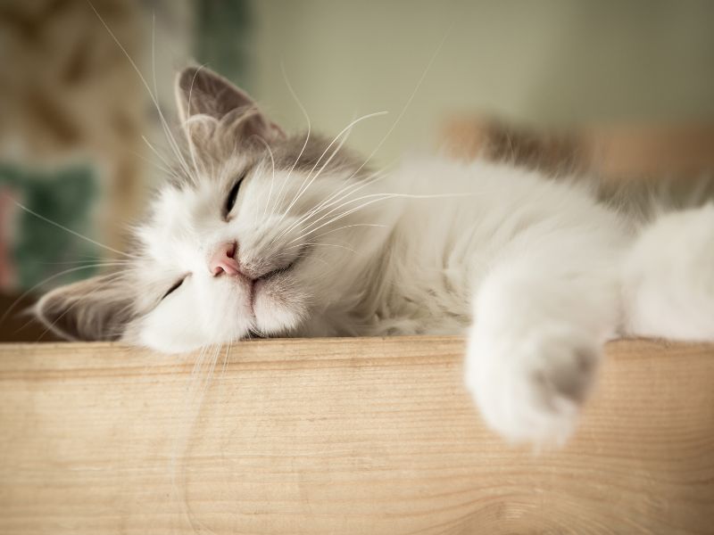 寵物火化該找誰