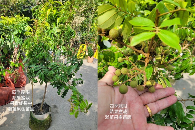 瀚苗果樹苗園-水果苗1