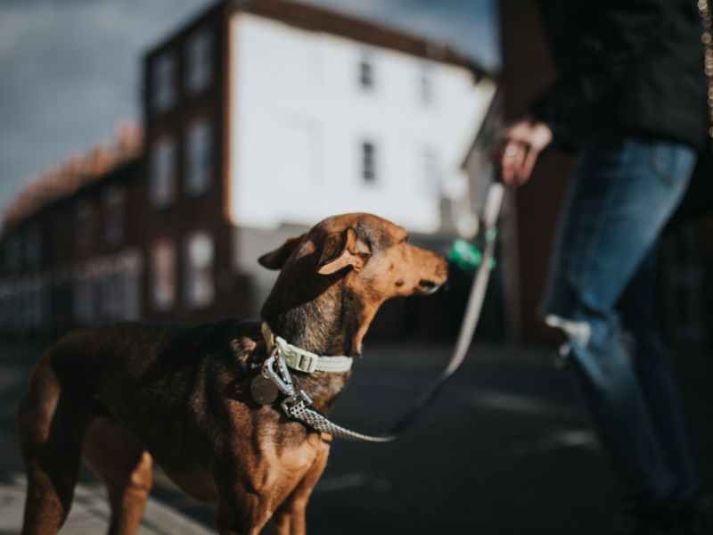 ⭐想帶毛孩遠離喧囂？花蓮寵物友善民宿挑選指南：從空間安全到心理照護全解析