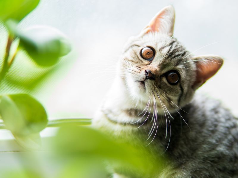 高雄寵物旅館推薦