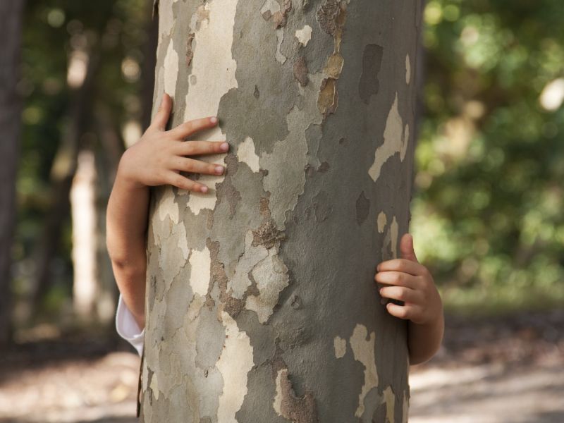 樹木修剪時機 樹木修剪時機