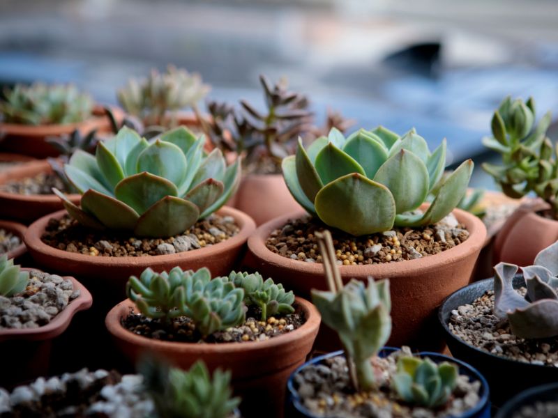 台灣植物園推薦 台灣植物園推薦