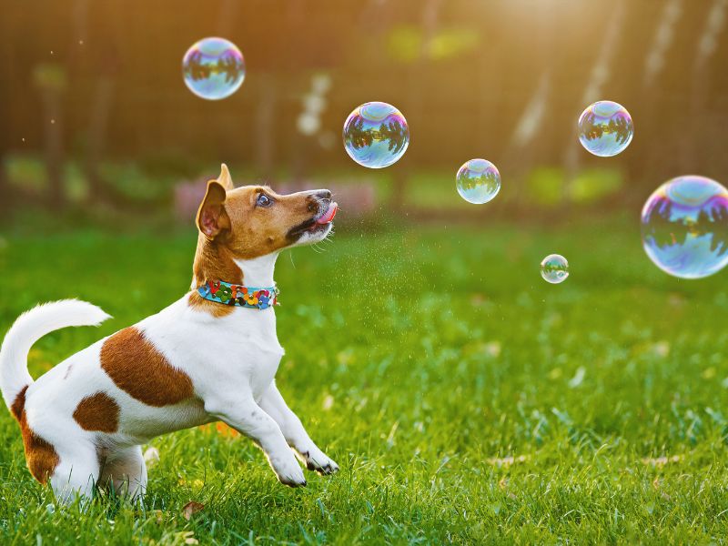 ⭐寵物登記要花多少錢？全台縣市優惠大盤點，加碼優質台北寵物安親推薦指南都在這！