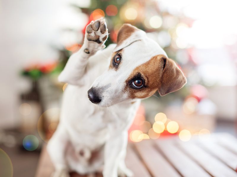 狂犬病的傳染途徑
