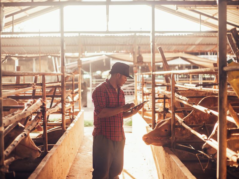 台南牛肉湯是什麼牛 台南牛肉湯是什麼牛