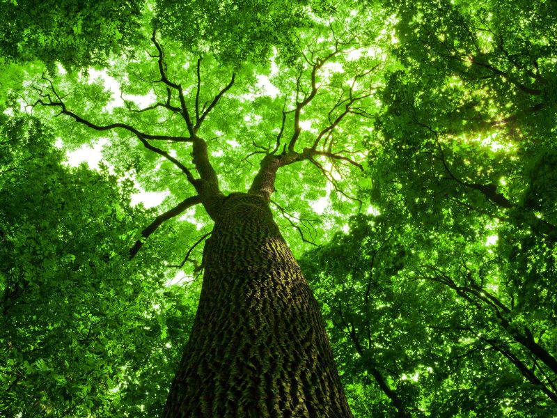 樹木修剪目的是什麼 樹木修剪目的是什麼