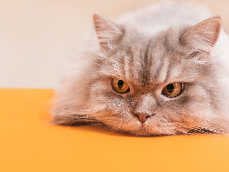 高雄寵物火化推薦