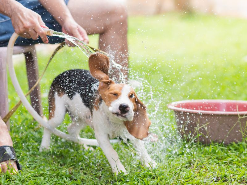 ⭐台北寵物美容推薦｜給毛孩最好的寵愛！不僅是變漂亮，更是守護毛孩健康的秘密