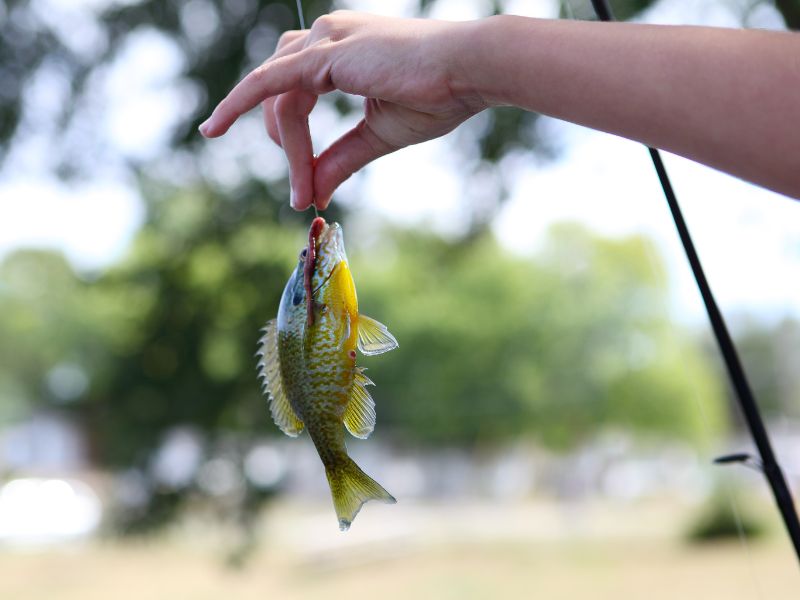 釣魚類型