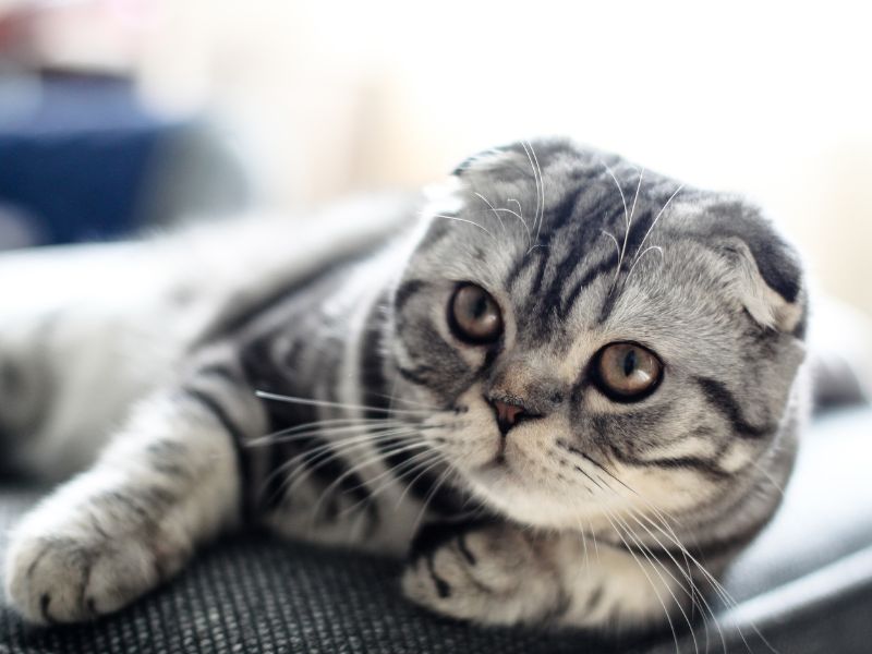 貓咪旅館和狗狗旅館差在哪 貓咪旅館和狗狗旅館差在哪