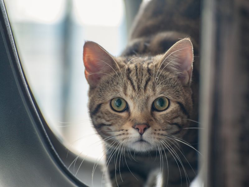 怎麼挑選貓咪旅館 怎麼挑選貓咪旅館
