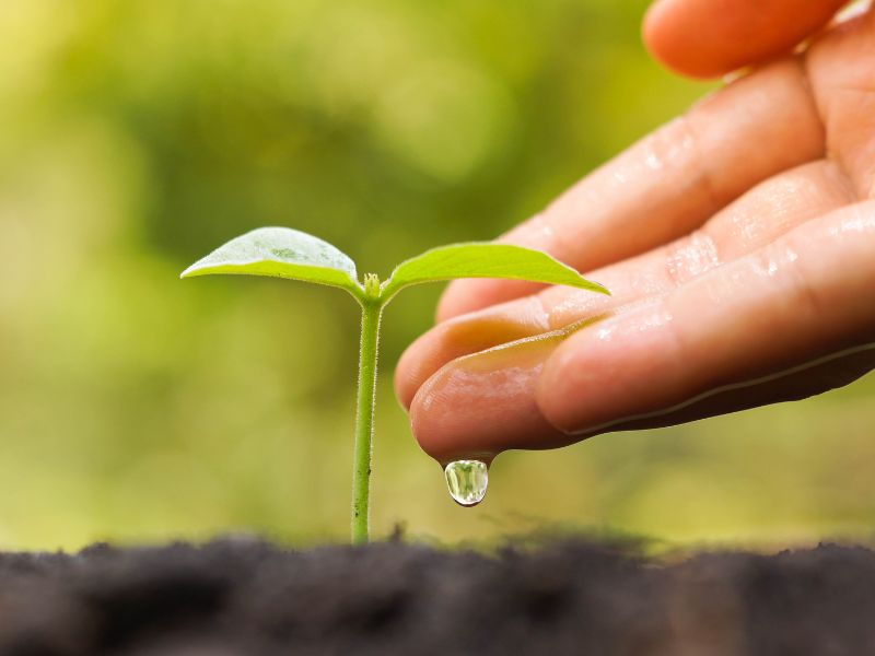 怎麼挑樹苗 怎麼挑樹苗