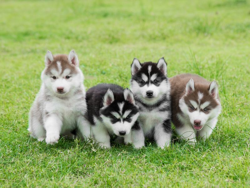 挑選寵物安親要注意那些事項