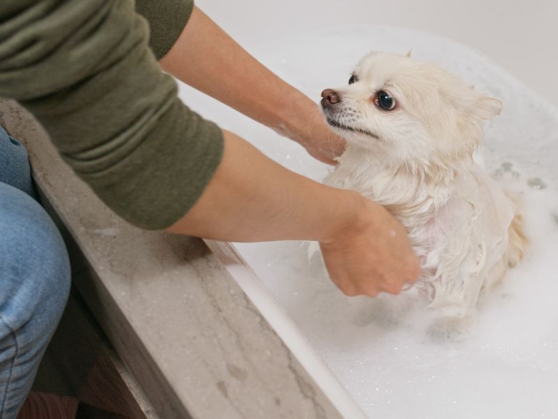 寵物美容冷知識