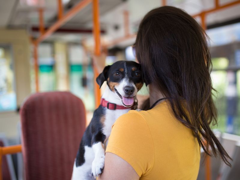 ⭐寵物照護終極懶人包！從寵物美容、用品到動物醫院，服務需求一站式解答都在這！