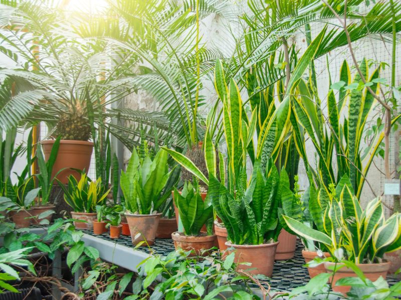 ⭐台灣植物園｜植物園不只是公園！台灣植物園的「四大核心功能」深度解密