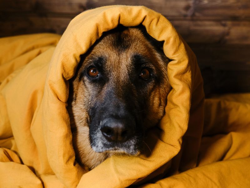 ⭐台中寵物安親推薦｜寵物安親是什麼？如何挑選適合的寵物安親？除了監視器，你更該注意這幾件事！