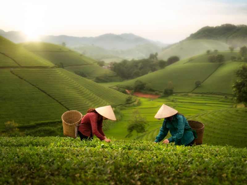 南投有哪些特色茶