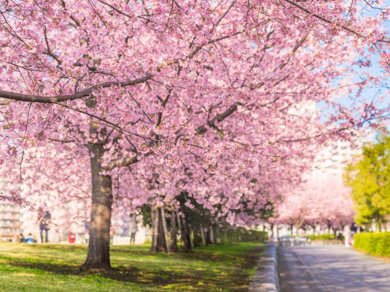 宜蘭賞花地點.jpg