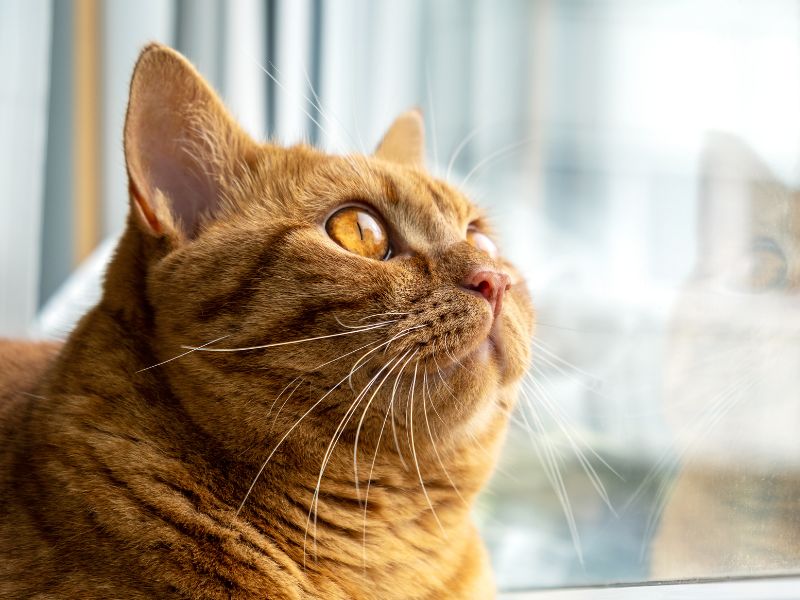 貓咪住宿費用怎麼算 貓咪住宿費用怎麼算