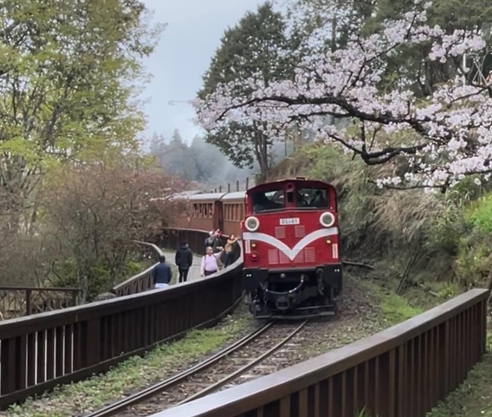 阿里山賞櫻旅遊包車-第二張張順傑