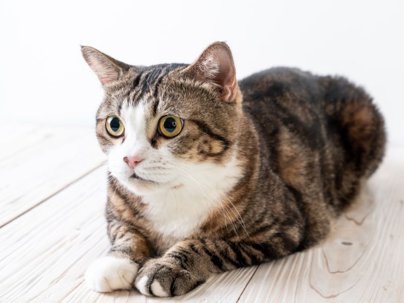 ⭐台南貓咪旅館費用怎麼算？行情價與優質名單一次看，出遠門再也不用擔心主子