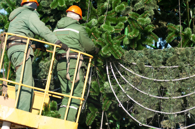 台中樹木修剪 台中樹木修剪