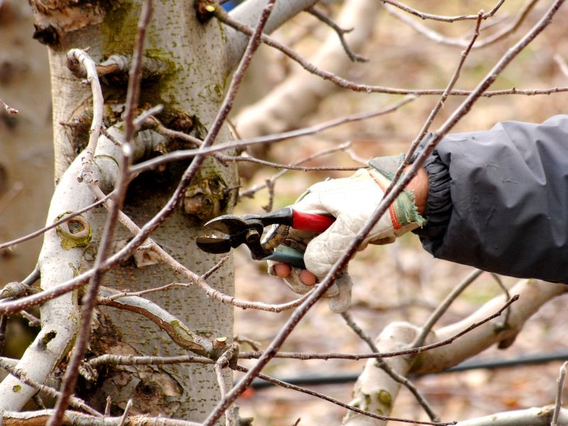 台中修剪樹木推薦 台中修剪樹木推薦