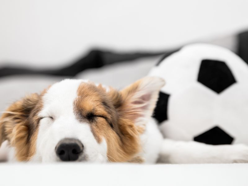 寵物安親是什麼