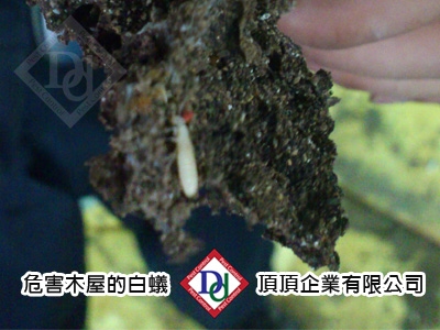 頂頂企業有限公司-undefined