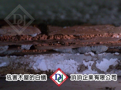 頂頂企業有限公司-undefined