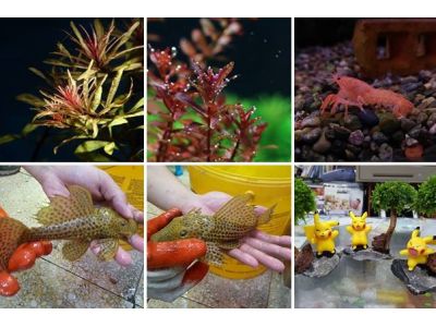 七彩水族設計館-undefined