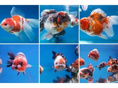 七彩水族設計館-undefined