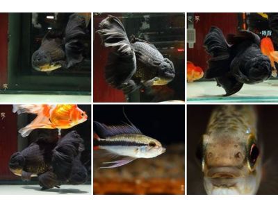 七彩水族設計館-undefined