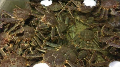 上引水產-undefined